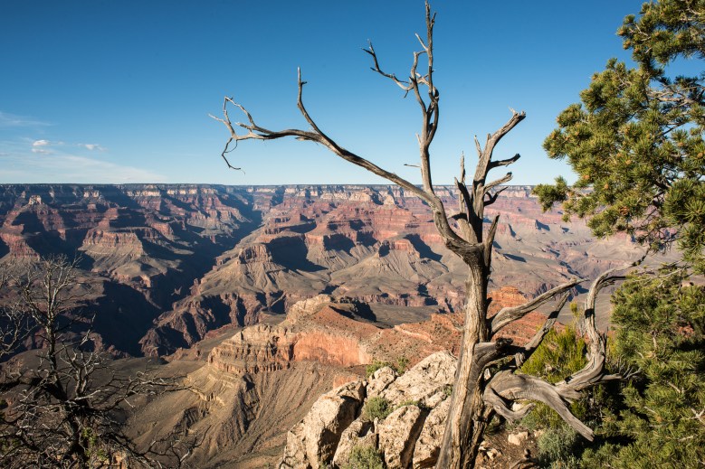 MSC-D800-RT66-MAY2015-5563