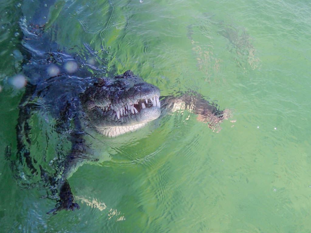 61187655_10216540053407569_64391764609335296_o