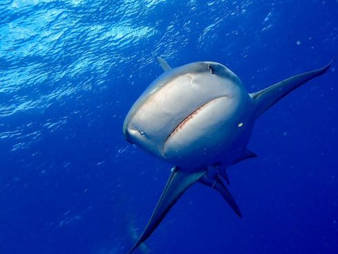 61579555_10216540053887581_463333998081343488_o