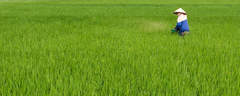 MSC-D810-Vietnam-Apr2017-7337