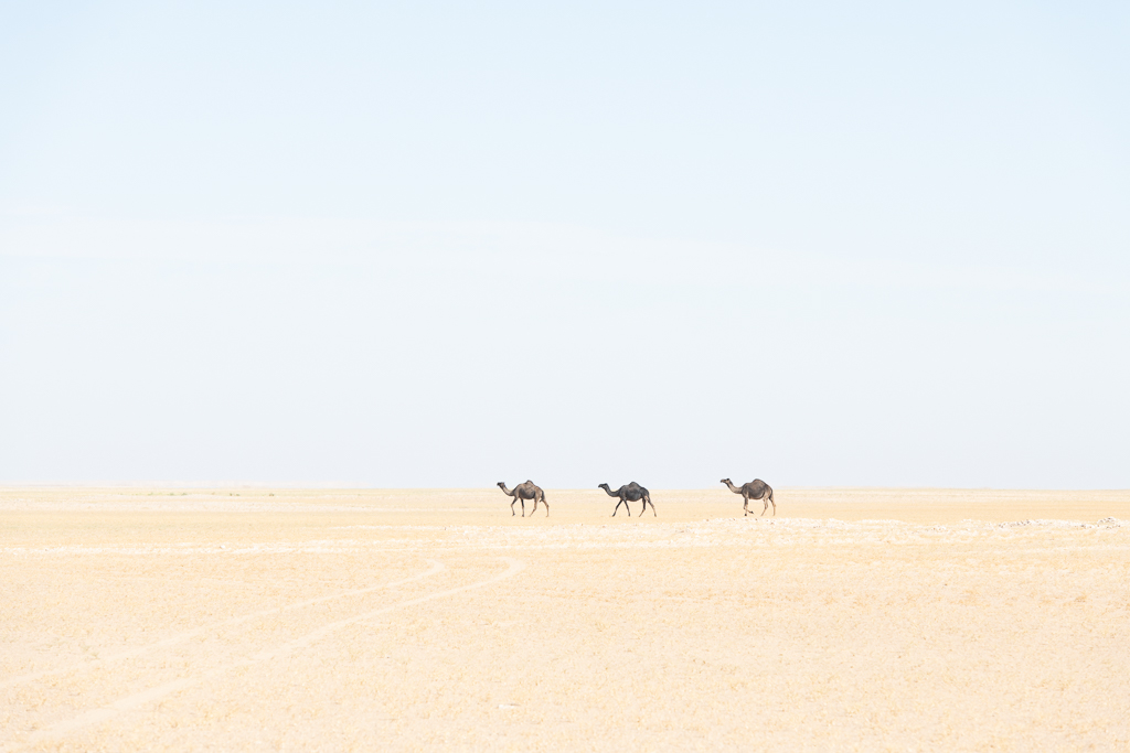 MSC-D850-Oman-Oct2018-3410