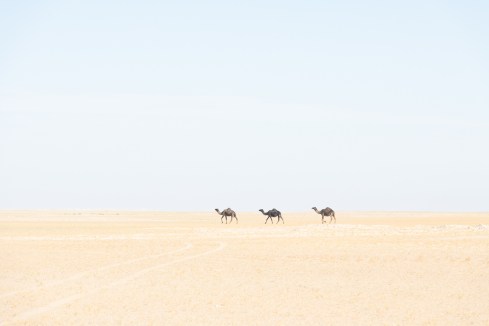 MSC-D850-Oman-Oct2018-3410